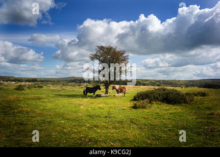 Ponys auf Bodmin Moor durch Baum Stockfoto