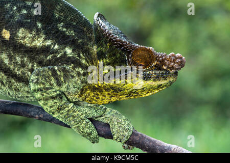 Männliche Panther Chamäleon, Parson's Chamäleon, (Calumma parsonii), Chameleonidae), endemisch auf Madagaskar, Andasibe Nationalpark, Madagaskar Stockfoto