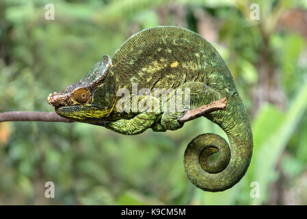 Männliche Panther Chamäleon, Parson's Chamäleon, (Calumma parsonii), Chameleonidae), endemisch auf Madagaskar, Andasibe Nationalpark, Madagaskar Stockfoto