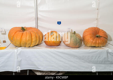 Große Kürbisse auf dem Display auf der Landesgartenschau. Stockfoto