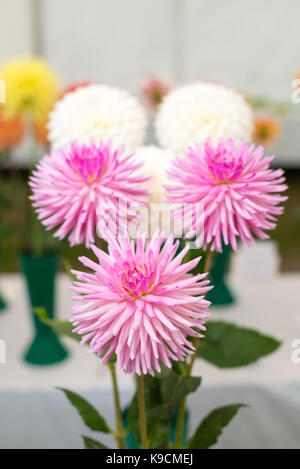 Drei kleine Kaktus Dahlien auf der Landesgartenschau. Stockfoto
