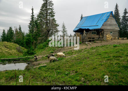 Die Fotos auf eine Reise auf die Karpaten um Pop Ivan. Stockfoto