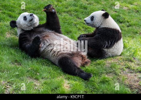 Young Panda (Ailuropoda lalage) Mutter essen Cookie in Zoo Stockfoto