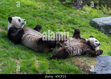 Panda (Ailuropoda lalage) Weibliche mit verspielten ein Jahr alten Cub lag auf dem Rücken im Zoo Stockfoto