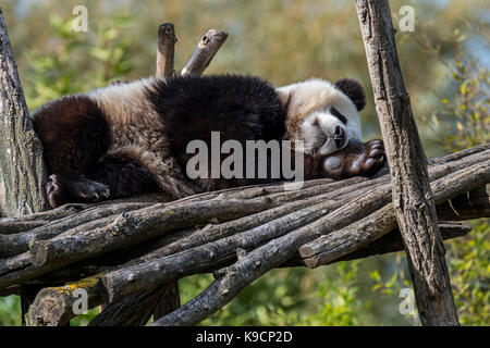 Panda (Ailuropoda lalage) ein Jahr alten Cub schlafen auf hölzernen Plattform im Zoo Stockfoto
