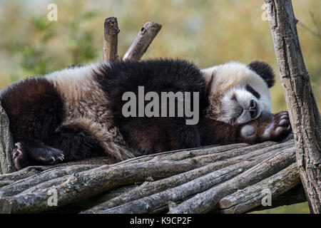 Panda (Ailuropoda lalage) ein Jahr alten Cub schlafen auf hölzernen Plattform im Zoo Stockfoto