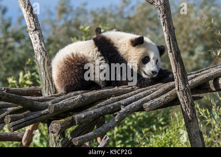 Panda (Ailuropoda lalage) ein Jahr alten Cub schlafen auf hölzernen Plattform im Zoo Stockfoto