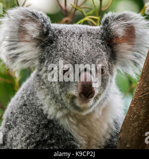 Close up Portrait von Koala (Phascolarctos cinereus) ruhen in Baum, beuteltier in Australien Stockfoto