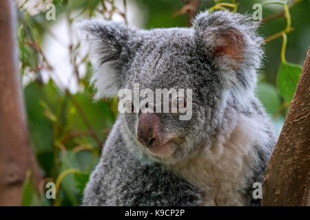 Close up Portrait von Koala (Phascolarctos cinereus) ruhen in Baum, beuteltier in Australien Stockfoto