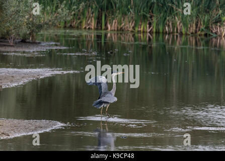 Die nahrungssuche Graureiher (Ardea Cinera) Stockfoto