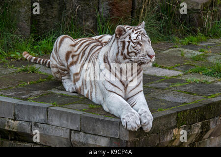 Weißer Tiger/gebleicht Tiger (Panthera tigris) Pigmentierung Variante des Bengalischen Tiger, beheimatet in Indien Stockfoto