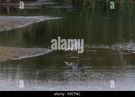 Die nahrungssuche Graureiher (Ardea Cinera) Stockfoto