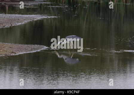 Die nahrungssuche Graureiher (Ardea Cinera) Stockfoto