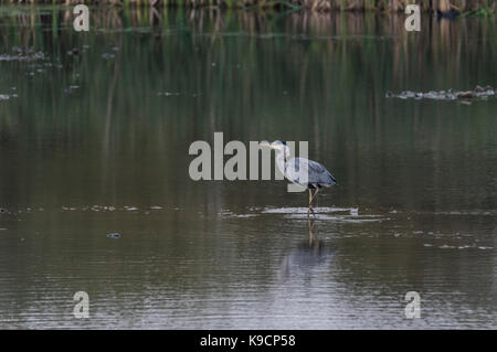 Die nahrungssuche Graureiher (Ardea Cinera) Stockfoto