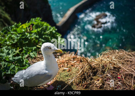 Möwe sitzend auf einer Klippe rund um Hafen Stockfoto