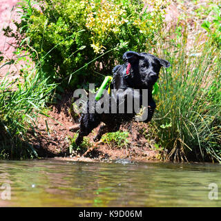 Labrador retriever Stockfoto