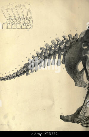 Abhandlung über die megatherium oder giant Ground Sloth von Amerika BHL 31747814 Stockfoto