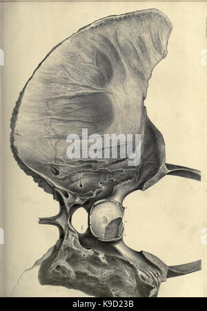 Abhandlung über die megatherium oder giant Ground Sloth von Amerika BHL 31747829 Stockfoto