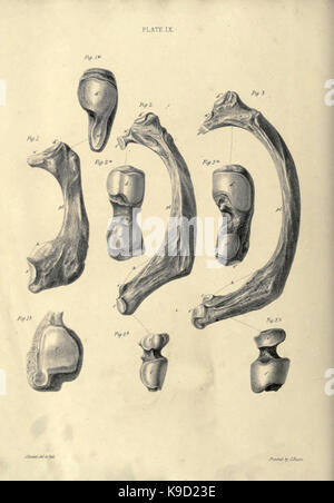 Abhandlung über die megatherium oder giant Ground Sloth von Amerika BHL 31747838 Stockfoto