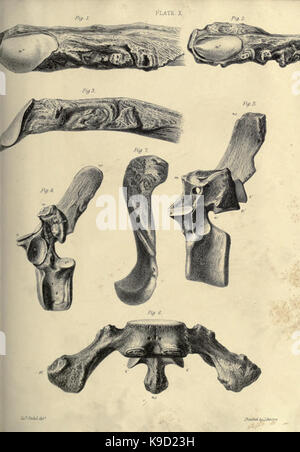 Abhandlung über die megatherium oder giant Ground Sloth von Amerika BHL 31747841 Stockfoto