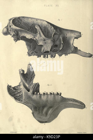 Abhandlung über die megatherium oder giant Ground Sloth von Amerika BHL 31747848 Stockfoto