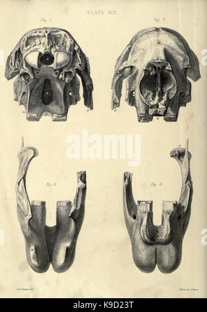 Diese Memoiren beschreiben das Megatherium, ein riesiger Bodenfaultier, der einst durch Amerika streifte und Einblicke in seine Anatomie, sein Verhalten und sein Aussterben gibt. Stockfoto