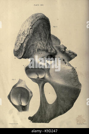 Abhandlung über die megatherium oder giant Ground Sloth von Amerika BHL 31747878 Stockfoto