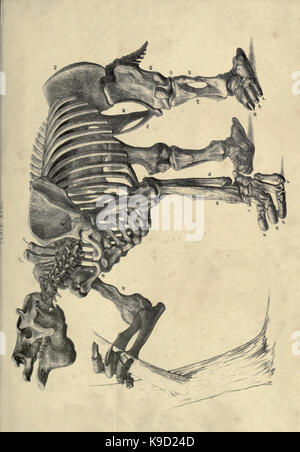 Abhandlung über die megatherium oder giant Ground Sloth von Amerika BHL 31747893 Stockfoto