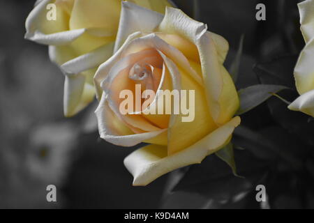 Gelbe Rose in einem Blumenstrauß an einer Partei Stockfoto