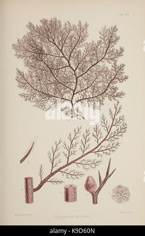 Nereis Australis, oder Algen des Südlichen Ozeans BHL 46201093 Stockfoto