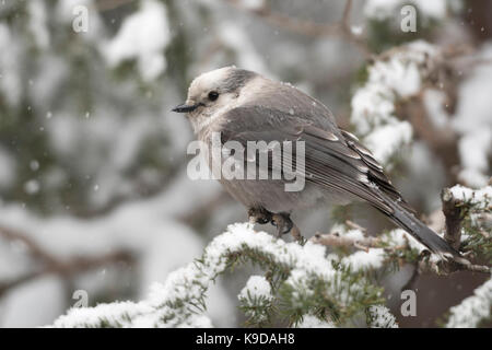 Grau Jay/Meisenhaeher (Perisoreus canadensis) im Winter bei Schneefall in einem Baum gehockt, auch bekannt als Kanada Jay oder Whiskey Jack, Yellowstone, Stockfoto