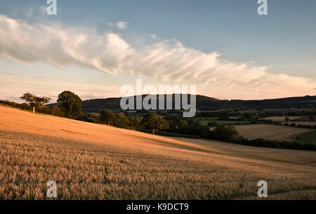 Stapleton, Herefordshire, UK. Abend Schatten über einem Feld von Stoppeln, nach der Ernte im frühen Herbst Stockfoto