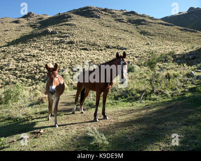 Villa de Merlo, San Luis, Argentinien - 2017: Pferd und Esel auf einem nahe gelegenen Berg. Stockfoto