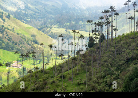 Wachs Palmen in Cocora Tal in der Nähe des Salento, Kolumbien Stockfoto