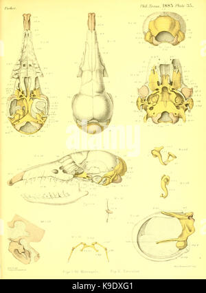 Über die Struktur und Entwicklung der Schädel in der Mammalia (Platte 35) BHL 15594975 Stockfoto