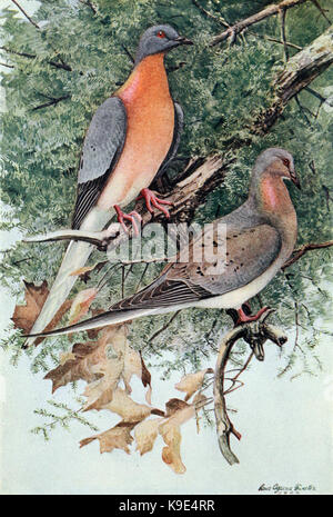 Mershon The Passenger Pigeon (Frontispiz, Ernte) Stockfoto