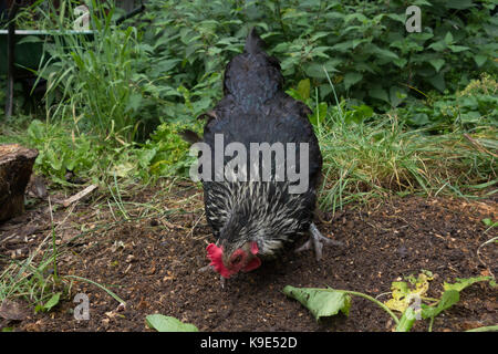 Speckledy Hybrid huhn freilandhaltung im Garten. Großbritannien Stockfoto