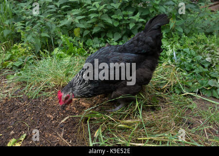 Speckledy Hybrid huhn freilandhaltung im Garten. Großbritannien Stockfoto