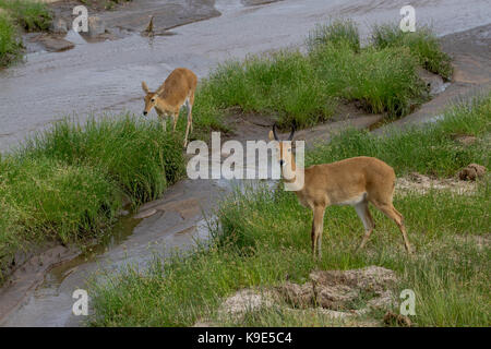 Taranguire Nationalpark Stockfoto