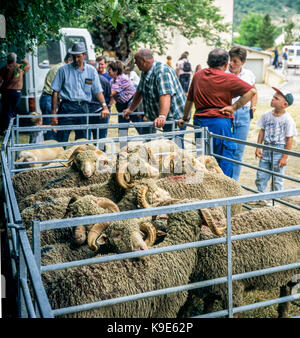 Mérinos d'Arles Schafe in Pen, Bauern Kontrolle der Rinder, jährliche Viehmarkt, Curel, Drôme, Provence, Frankreich Stockfoto