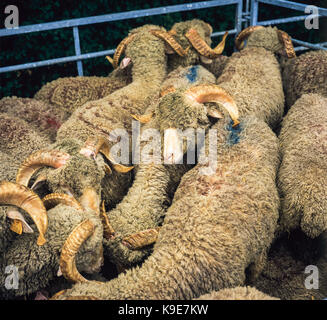 Mérinos d'Arles Schafe in Pen, jährliche Viehmarkt, Curel, Drôme, Provence, Frankreich Stockfoto