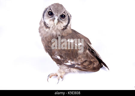 Verreaux's Eagle - Eule Bubo lacteus Stockfoto