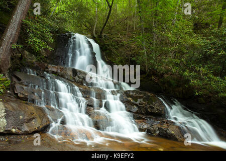 Lorbeer fällt in der Great Smoky Mountains National Park Stockfoto