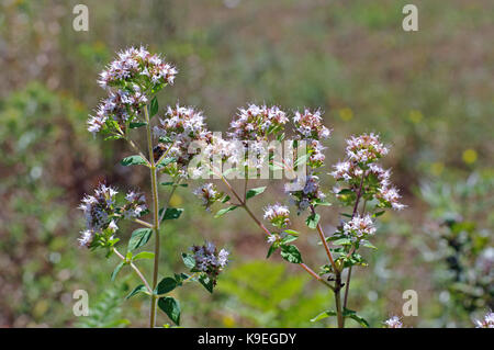 Die wildflower Origanum vulgare, Oregano oder Wilder Majoran, von der Familie Lamiaceae, wichtig für die Italienischen und Griechischen cuisin Stockfoto