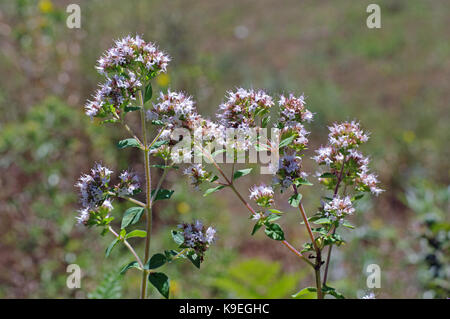 Die wildflower Origanum vulgare, Oregano oder Wilder Majoran, von der Familie Lamiaceae, wichtig für die Italienischen und Griechischen cuisin Stockfoto