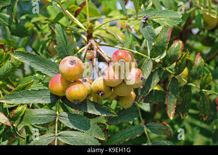 Früchte der Sorbus domestica, der Service - Baum, aus der Familie der Rosaceae Stockfoto