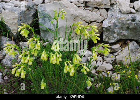 Dies ist die wildflower Onosma echioides, der Goldene Tropfen, Familie Boraginaceae Stockfoto