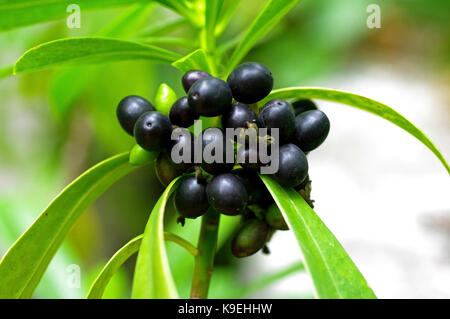 Dies ist Daphne laureola, die wolfsmilch Lorbeer, mit Früchten, Familie Thymelaeaceae Stockfoto