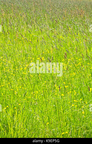 Bunte Wiese mit ranunkeln in der Frühlingssonne. Bunte hohen Gras an einem sonnigen Tag. Stockfoto