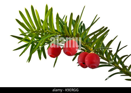 Twig Eibe mit roten Früchten in der Nähe nach oben auf weißem Hintergrund. Stockfoto